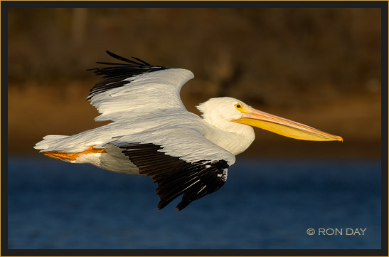 White Pelican, (Pelecanus erythrorhynchos), Flying